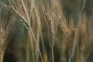 Detailed view of wheat ears swaying gently with a soft focus background.